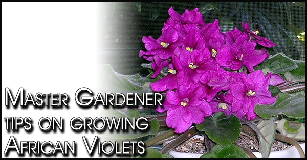 violets 600x314